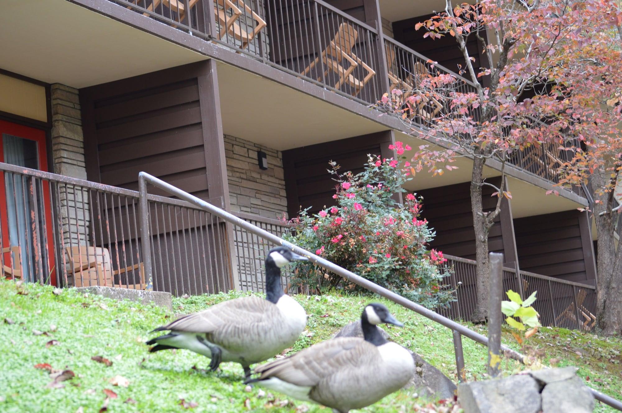 Econo Lodge Inn & Suites On The River Gatlinburg Buitenkant foto